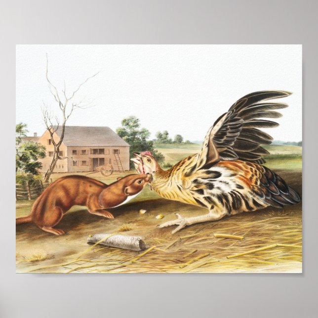 Poster Tawny Weasel (Putorius fuscus) Illustration (Devant)