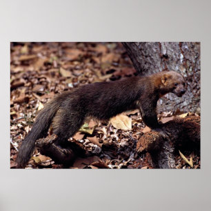 Poster Tayra (Eira barbata)