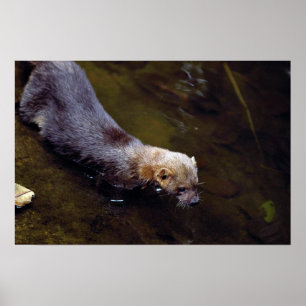 Poster Tayra (Eira barbata)