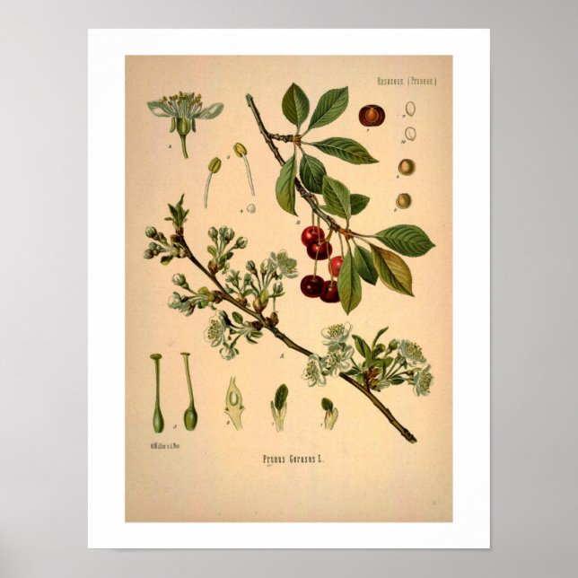 Poster Tcherry Botanical Print (Devant)