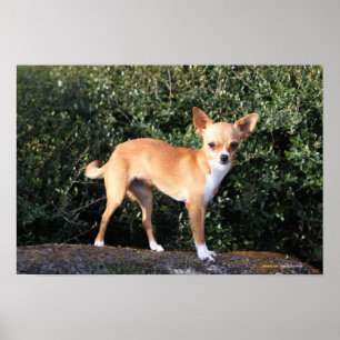 Poster Teacup Chihuahua