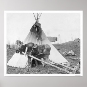 Poster Teepee fonctionnant 1916 d'orignaux