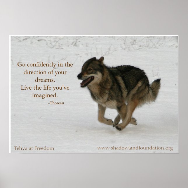 Poster Tehya sur l'affiche Freedom Wolflection (Devant)