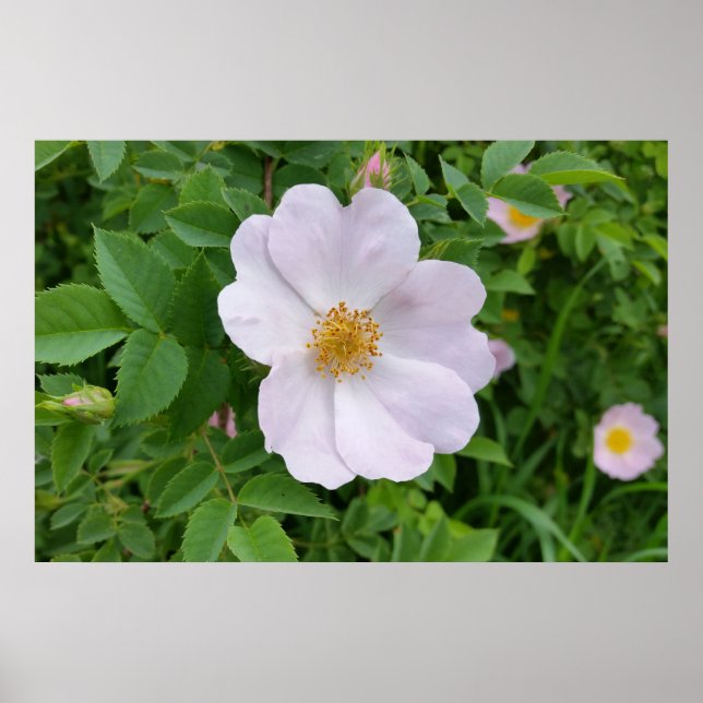 Poster Teinte rose de printemps (Devant)