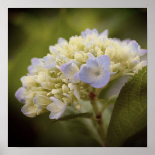 Poster Teinte Vintage à fleur bleu doux Hydrangea