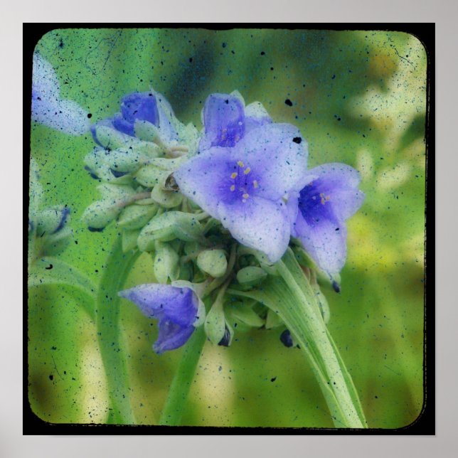 Poster Télévision à écran plat floral violet (Devant)
