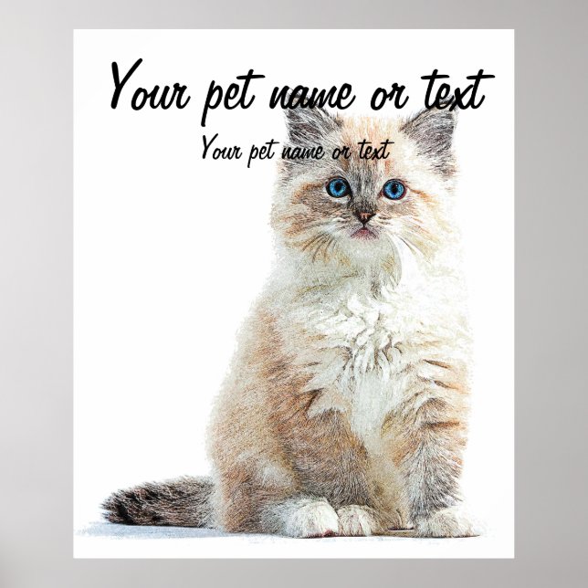 Poster Tellement adorable et mignon, Ragdoll Chat (Devant)
