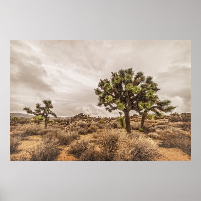 Poster Tempête à Joshua Tree (Devant)