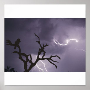 Poster Tempête de Kookaburra