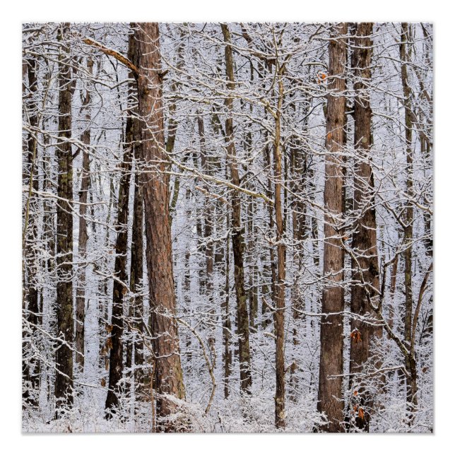Poster Tempête glaciaire d'hiver dans la forêt (Devant)