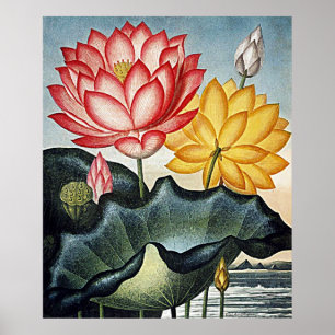 Poster Temple D'Art Botanique De Flora Eau Égyptienne Lil