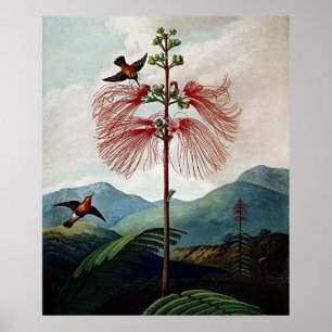 Poster Temple D'Art Botanique De Flora Sensibles Plante