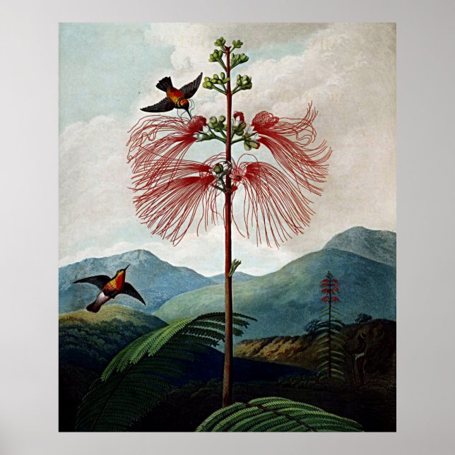 Poster Temple D'Art Botanique De Flora Sensibles Plante (Devant)