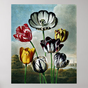 Poster Temple D'Art Botanique Des Tulipes De Flore