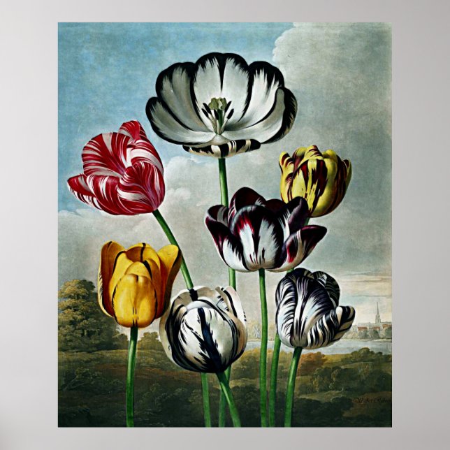 Poster Temple D'Art Botanique Des Tulipes De Flore (Devant)