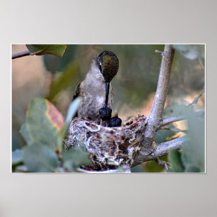 Poster Temps d'alimentation de colibri