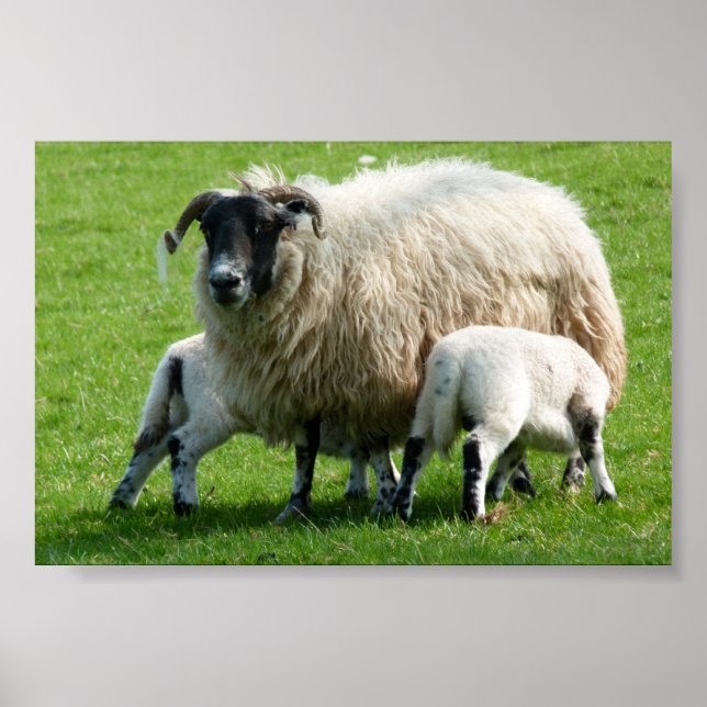 Poster Temps d'alimentation pour les agneaux de mouton (Devant)
