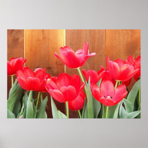 Poster Temps de tulipe
