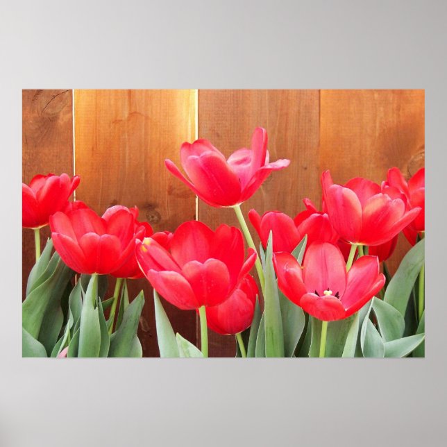 Poster Temps de tulipe (Devant)