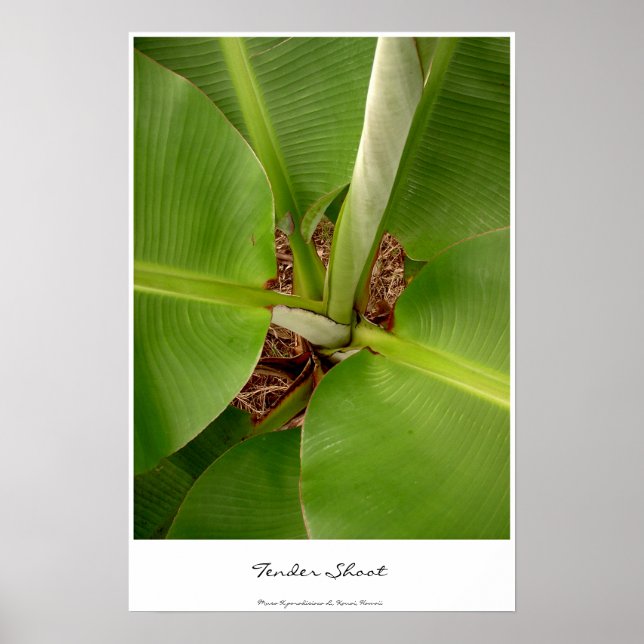 Poster Tendances d'appel d'offres (Devant)