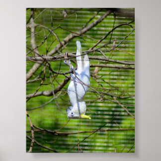 Poster Tenez-vous là