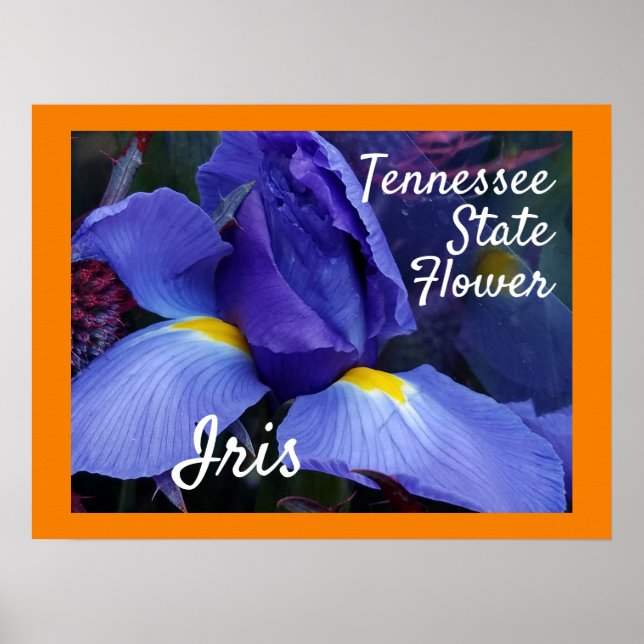 Poster Tennessee State Flower TN Iris (Devant)