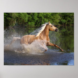 Poster Tennessee Walker Traversant L'Eau