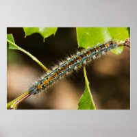 Tent Caterpillar Wall Art