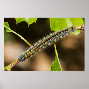 Poster Tent Caterpillar Wall Art