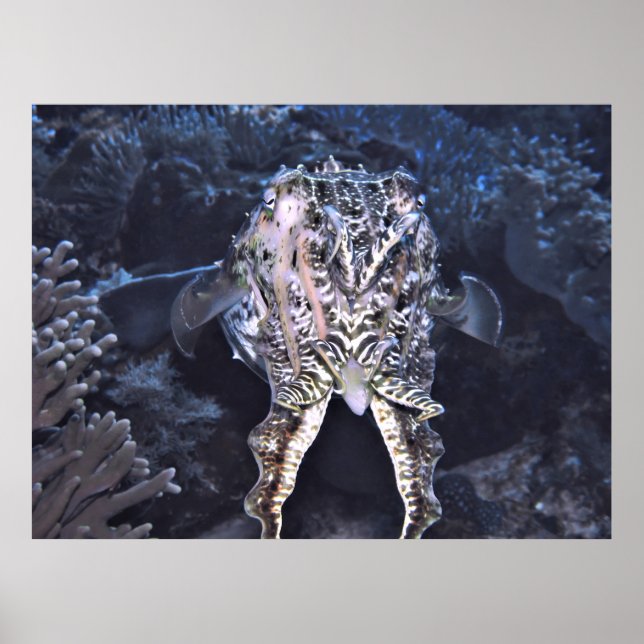 Poster Tentacles de cutte (Devant)
