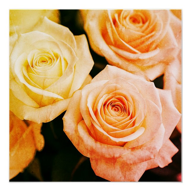 Poster Tentative Blush Reverie (Devant)