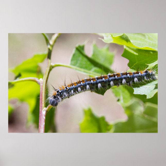 Poster Tente Caterpillar sur un chêne (Devant)