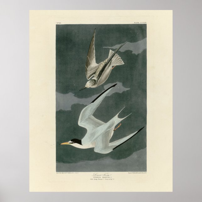 Poster Terne Petit (Moins) - Oiseaux d'Amérique d'Audubon (Devant)