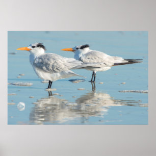 Poster Terns