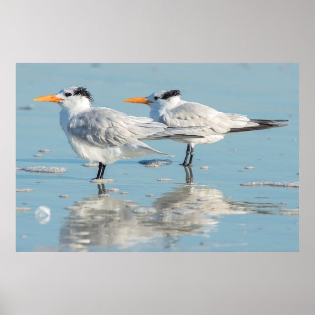 Poster Terns (Devant)