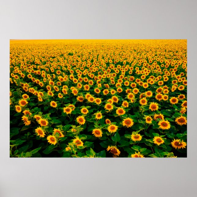 Poster Terrain avec des tournesols jaune vif par jour ens (Devant)