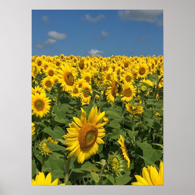 Poster Terrain de tournesol (Devant)