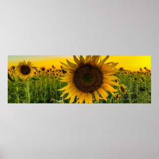 Poster Terrain de tournesol avec ciel d'or