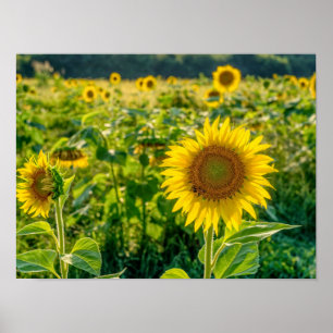 Poster Terrain de tournesol doré