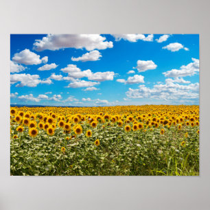 Poster Terrain de tournesol en Toscane