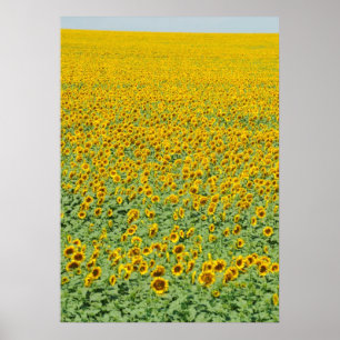 Poster Terrain de tournesol jaune