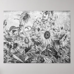 Poster Terrain de tournesol Vintage Découpage noir et bla