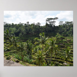 Poster Terrasse du terrain de riz Ubud de Bali