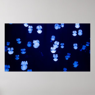 POSTER TERRES LUMINEUSES