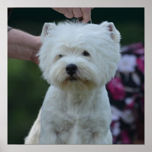 Poster Terrier blanc de l'île de Cute West Highland