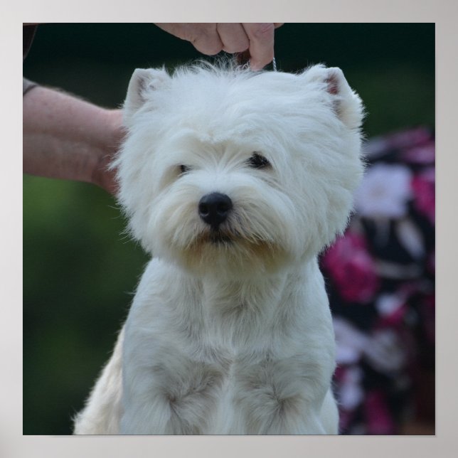 Poster Terrier blanc de l'île de Cute West Highland (Devant)