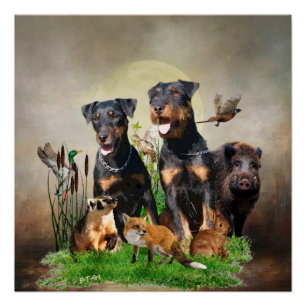 Poster Terrier de chasse allemand (Jagdterrier)