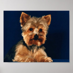 Poster Terrier Puppy du Yorkshire