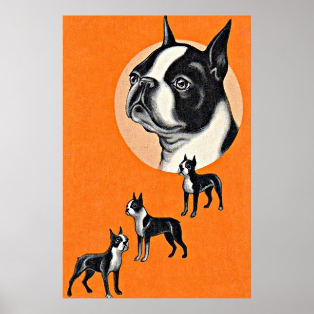 Poster terriers de Boston (Devant)