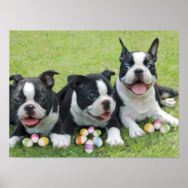 Poster terriers de Pâques Boston (Devant)